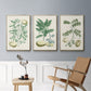 Buchoz Tropicals II - Floater Framed Canvas Set