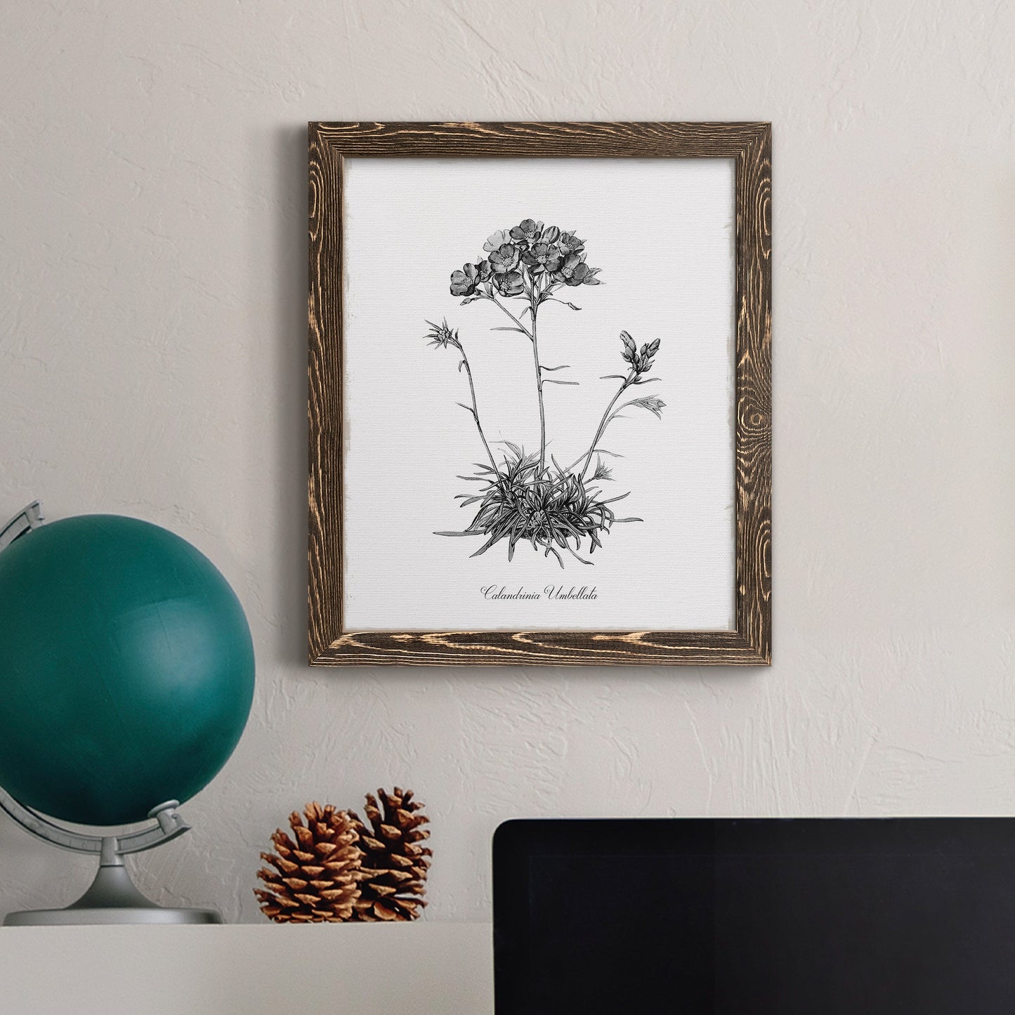 Simply Caladrinia - Premium Canvas Framed in Barnwood - Ready to Hang