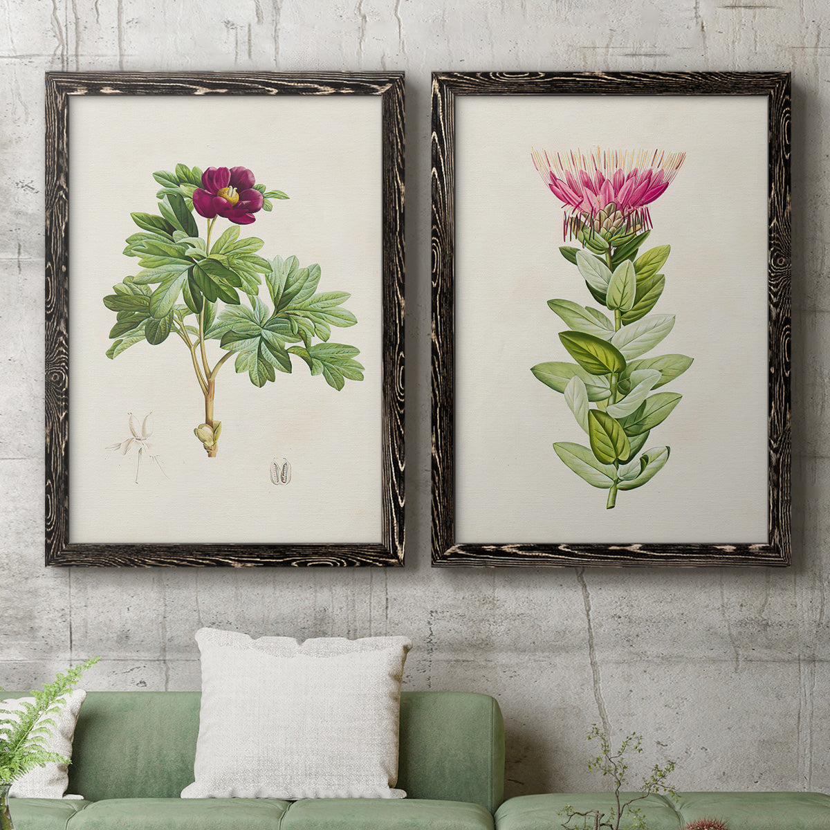 Set of two black barnwood framed canvas prints depicting a coordinated art pair of pink flowering plant specimens rendered as vintage botanical plate illustrations above a sofa in a modern living room.