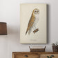 French Owls VI Premium Gallery Wrapped Canvas - Ready to Hang