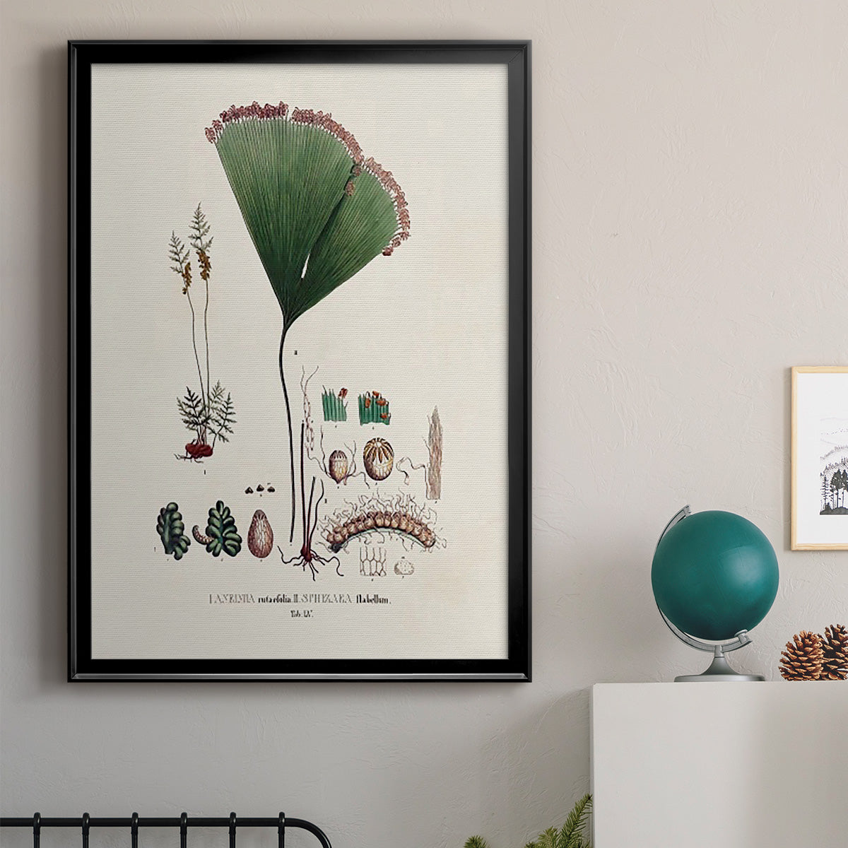 Botanical Society Ferns IX - Modern Framed Canvas Print