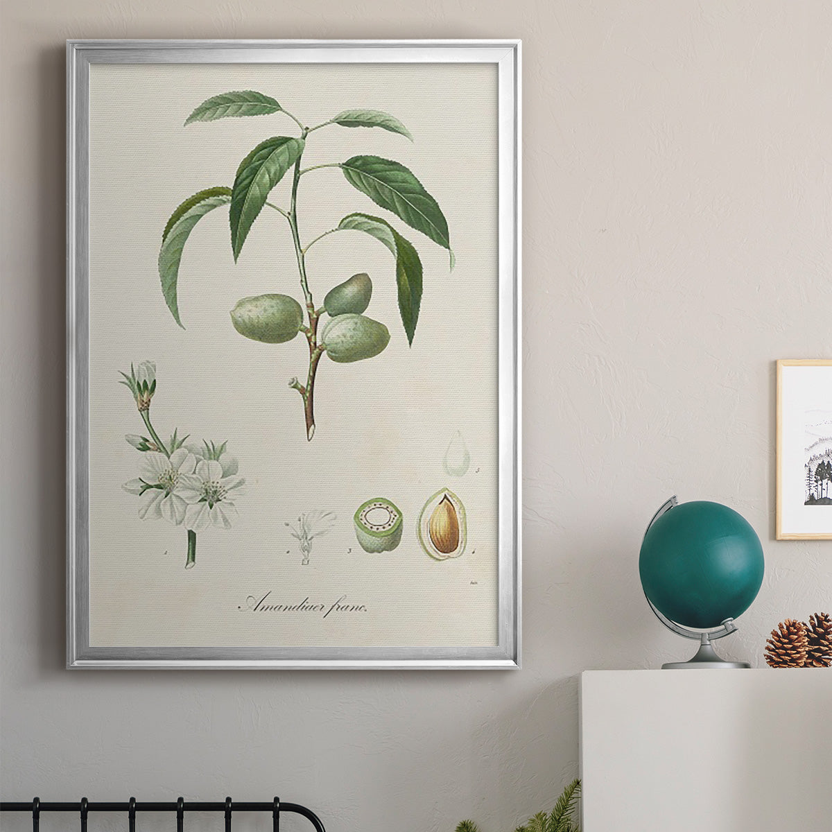 Antique Almond Botanical I - Modern Framed Canvas Print