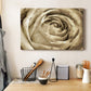 Neutral Wall Flower IV - Canvas Art Print