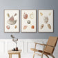 Pastel Knorr Shells VI - Framed Premium Gallery Wrapped Canvas L Frame 3 Piece Set - Ready to Hang