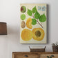 Apricot Study II Premium Gallery Wrapped Canvas - Ready to Hang