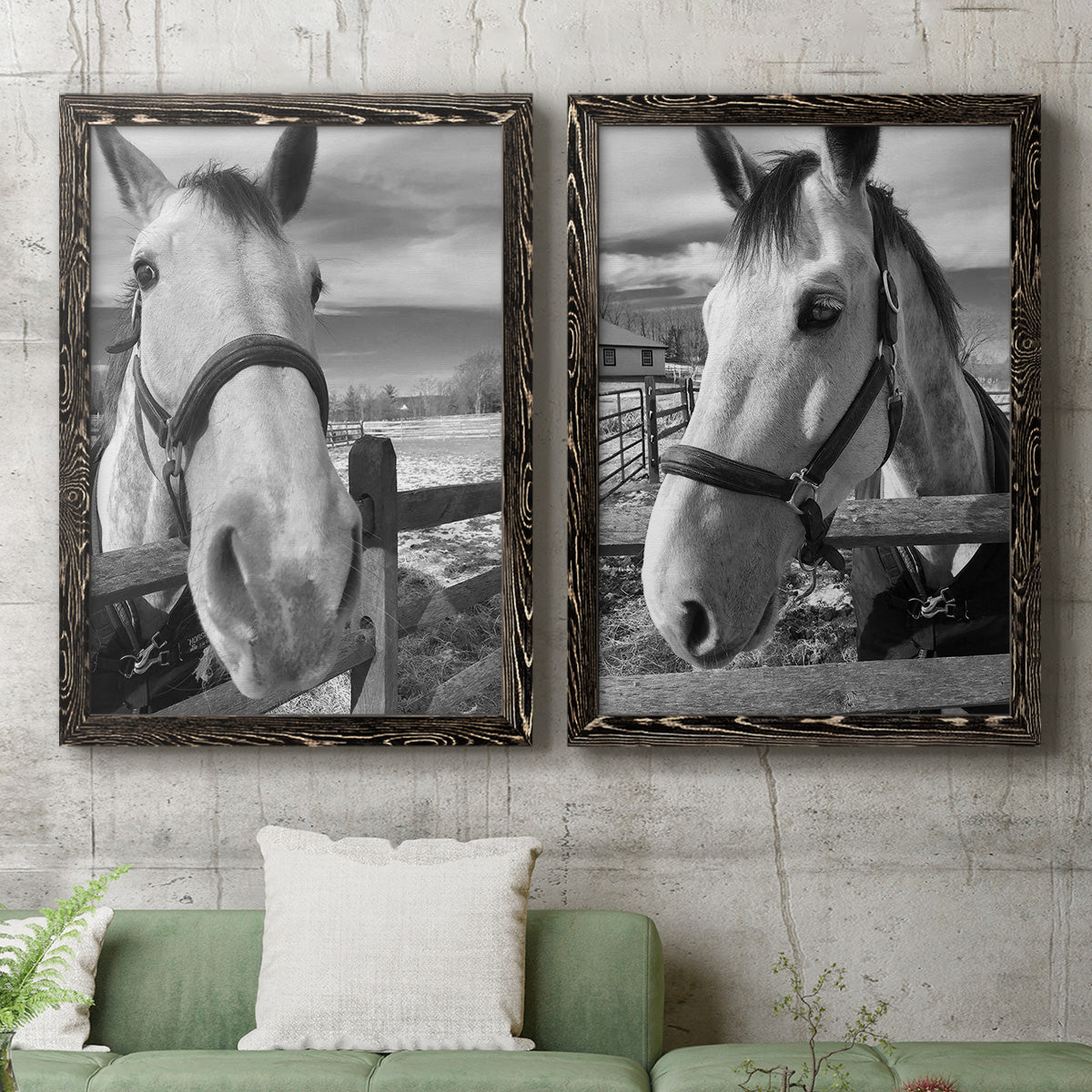 Set of two black barnwood framed canvas prints depicting a coordinated art pair of black-and-white close-up portraits of horses at fences rendered as modern equestrian photography above a sofa in a modern living room.