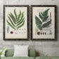 Set of two black barnwood framed canvas prints depicting a coordinated art pair of vintage fern specimens with botanical details rendered as natural-history fern plates above a sofa in a modern living room.