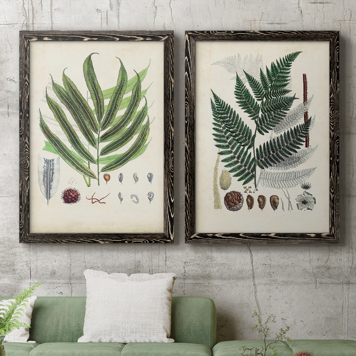 Set of two black barnwood framed canvas prints depicting a coordinated art pair of vintage fern specimens with botanical details rendered as natural-history fern plates above a sofa in a modern living room.