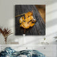 Snail's Pace - Canvas Art Print
