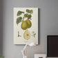 Vintage Pears III Premium Gallery Wrapped Canvas - Ready to Hang