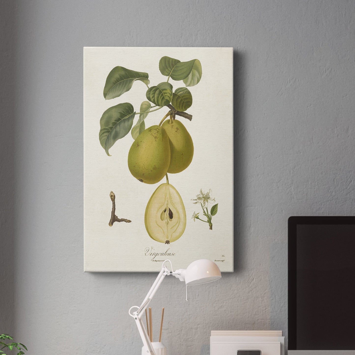 Vintage Pears III Premium Gallery Wrapped Canvas - Ready to Hang