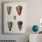 Cone Shell Collection III - Modern Framed Canvas Print
