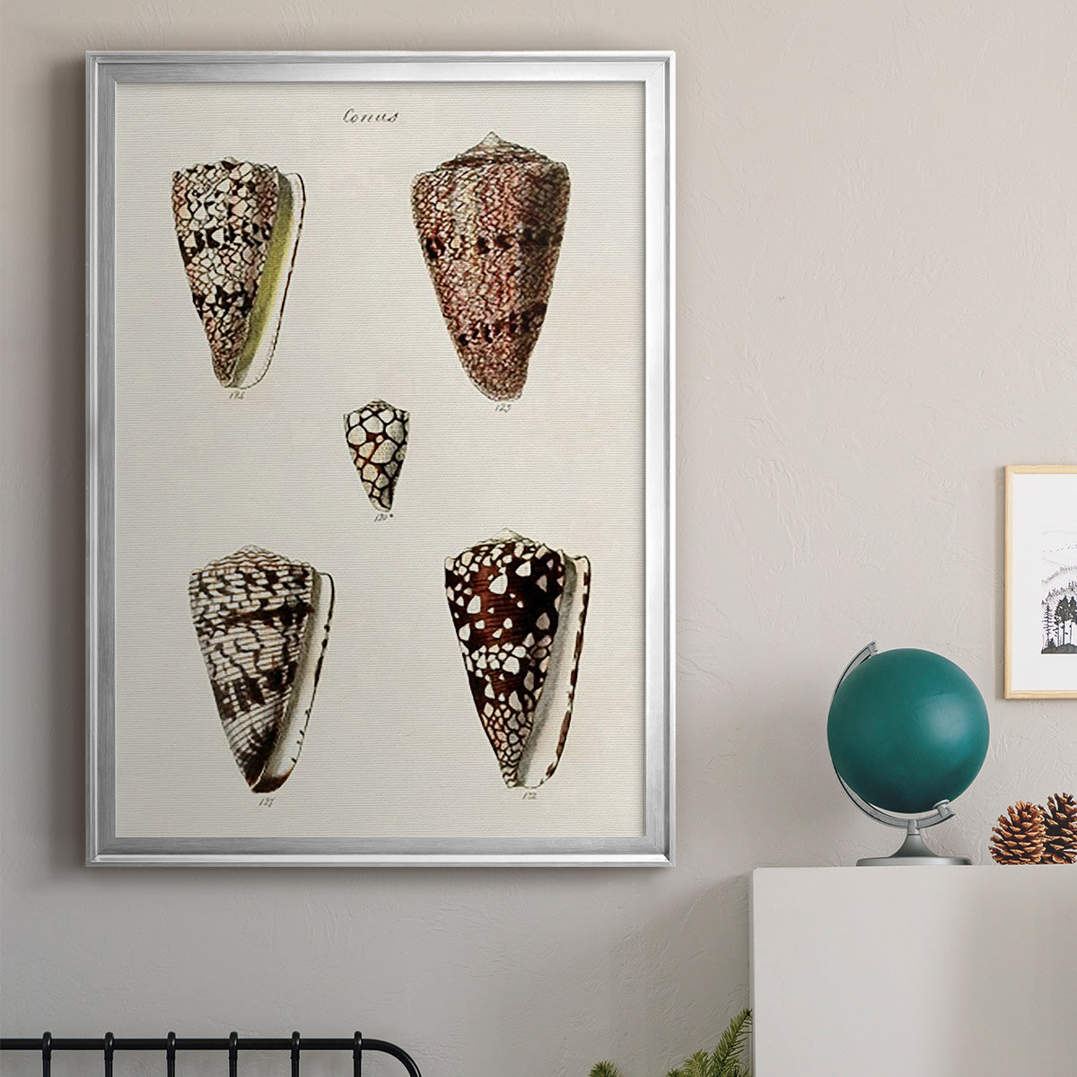 Cone Shell Collection III - Modern Framed Canvas Print