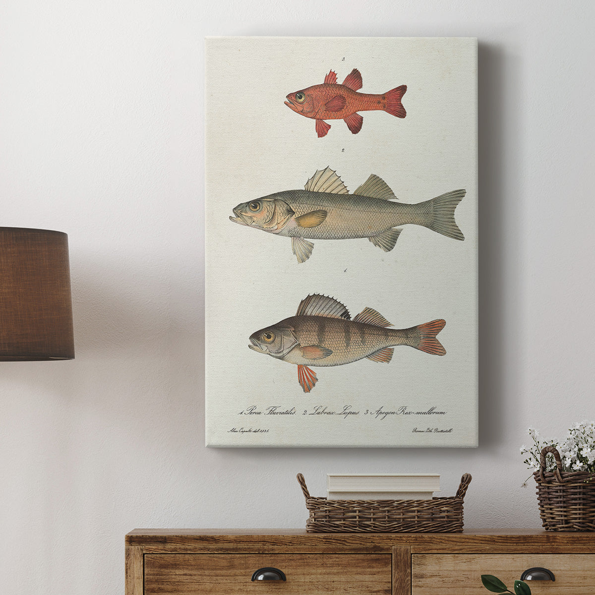 Species of Antique Fish II Premium Gallery Wrapped Canvas - Ready to Hang