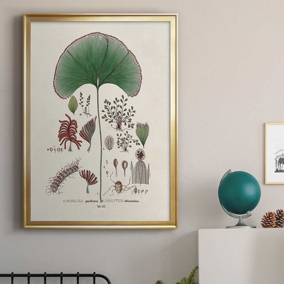 Botanical Society Ferns III - Modern Framed Canvas Print