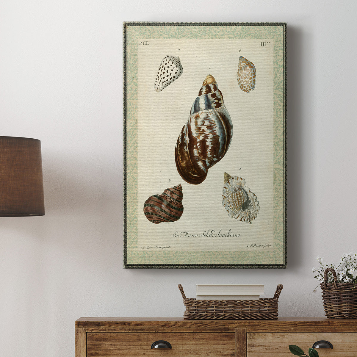 Bookplate Shells VII Premium Gallery Wrapped Canvas - Ready to Hang