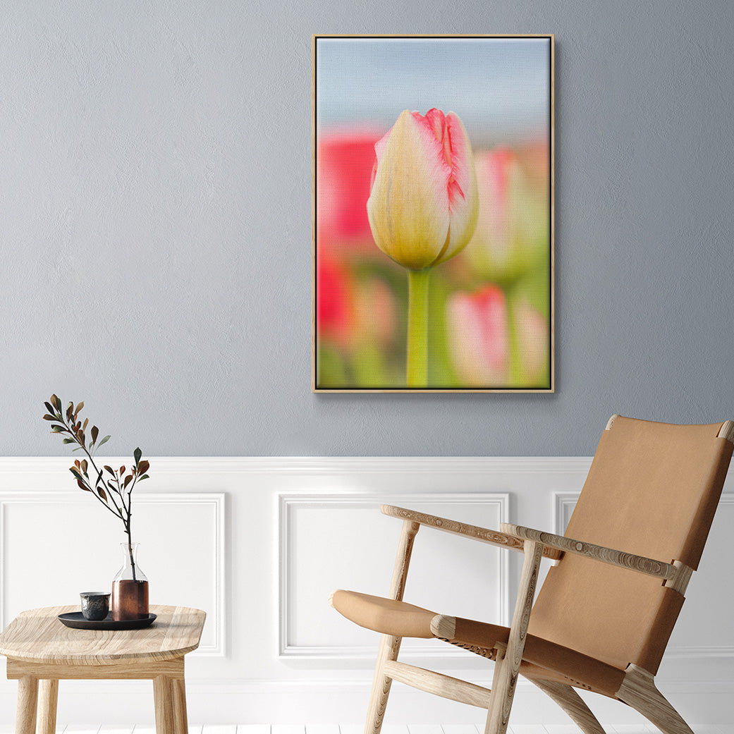 Twotone Tulip -  Framed Canvas Print
