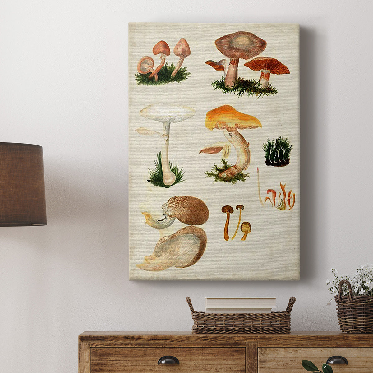 Mushroom Species IV - Canvas Art Print