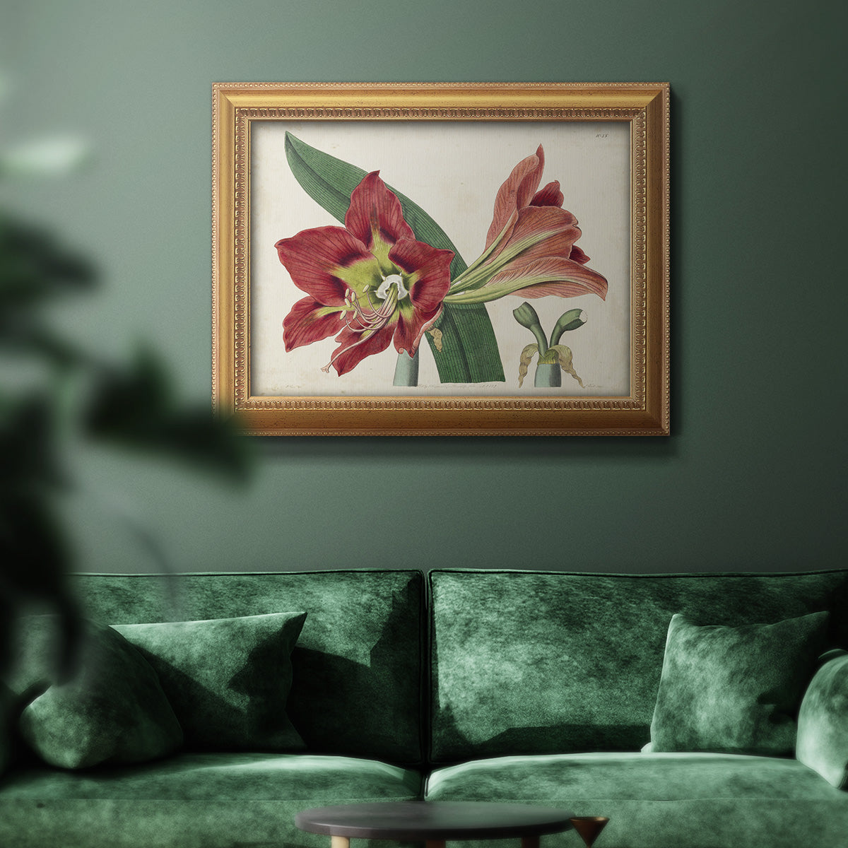 Amaryllis Splendor I Premium Framed Canvas- Ready to Hang