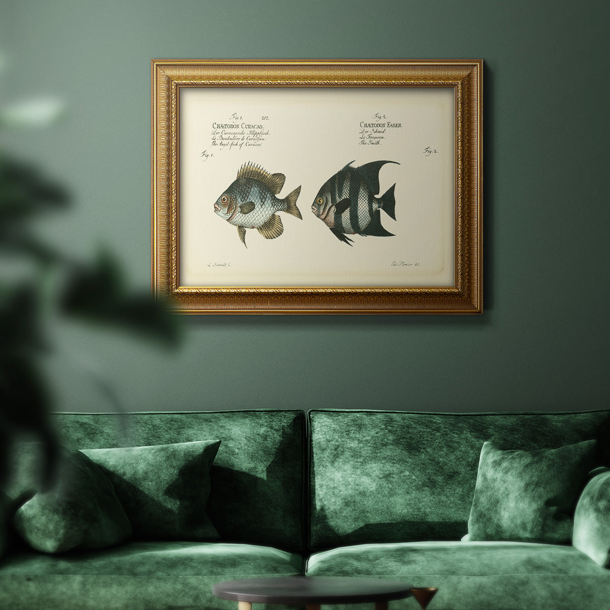 Bloch Antique Fish II Premium Framed Canvas- Ready to Hang