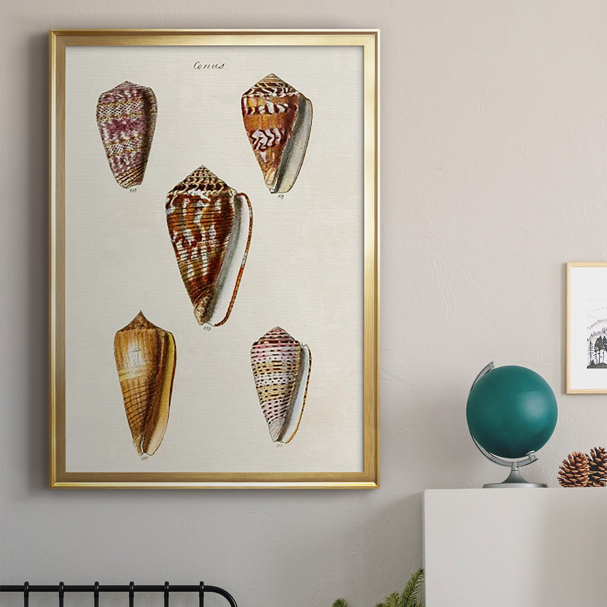 Cone Shell Collection VI - Modern Framed Canvas Print