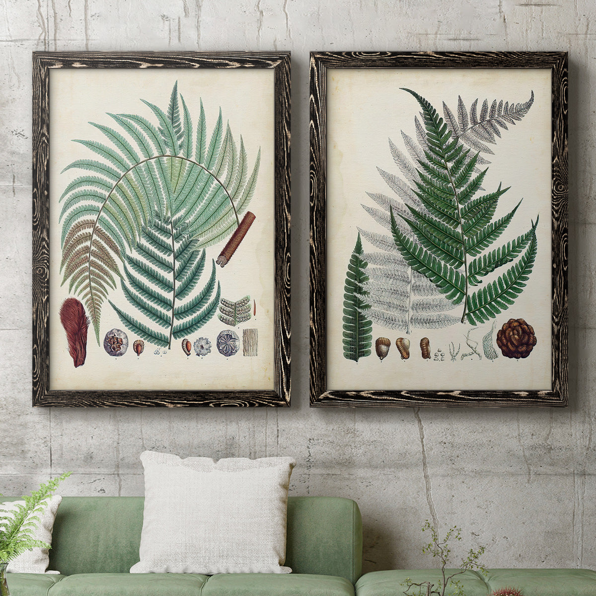 Set of two black barnwood framed canvas prints depicting a coordinated art pair of vintage fern specimens with botanical details rendered as natural-history fern plates above a sofa in a modern living room.