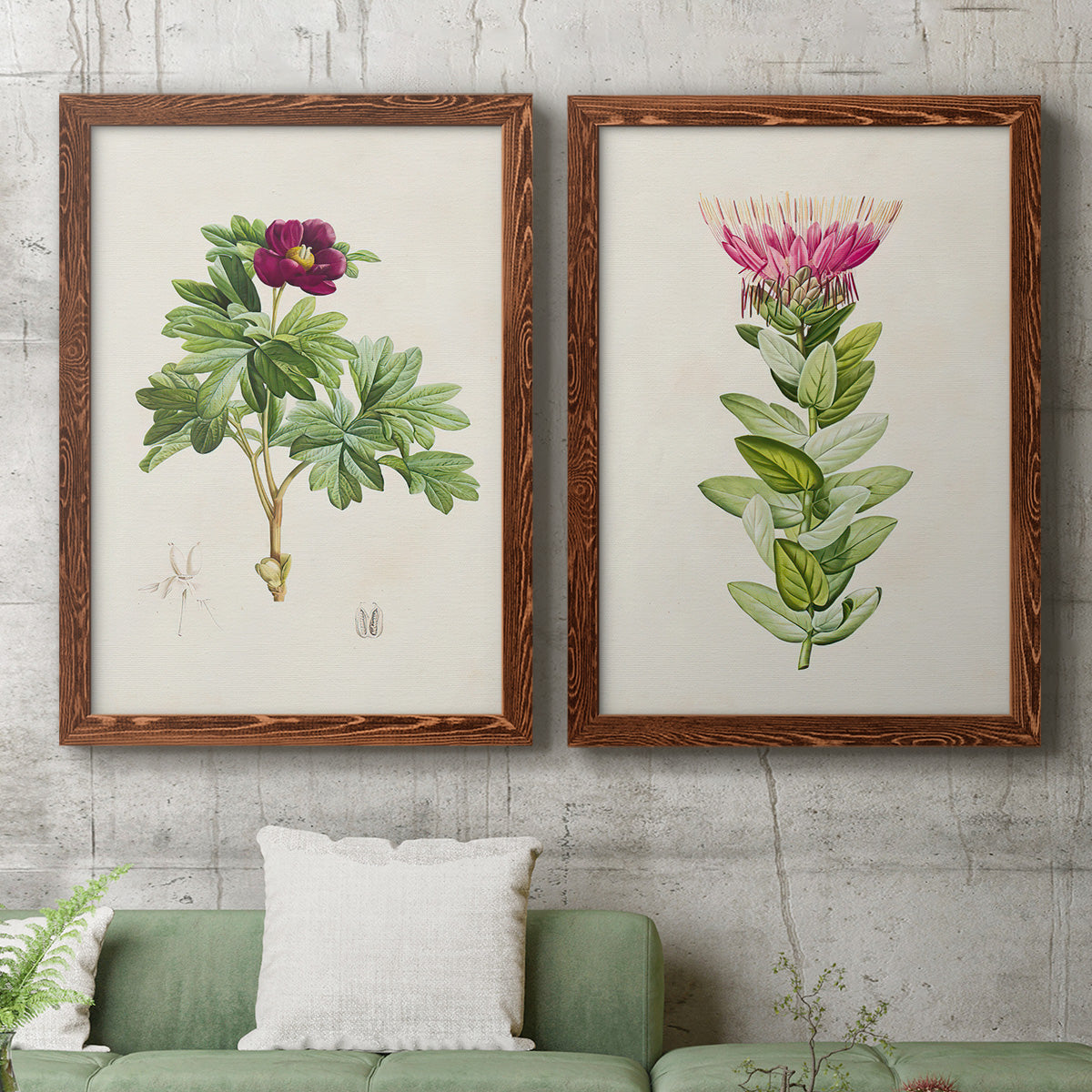 Set of two maple barnwood framed canvas prints depicting a coordinated art pair of pink flowering plant specimens rendered as vintage botanical plate illustrations above a sofa in a modern living room.