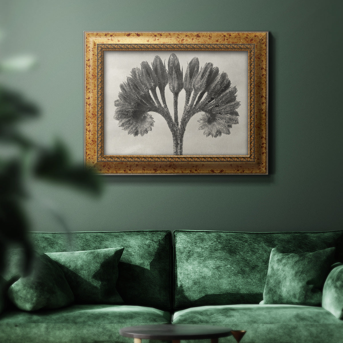 Vintage botanical plant study photograph by Karl Blossfeldt in an ornate vintage gold frame displayed in a dark-toned interior setting.
