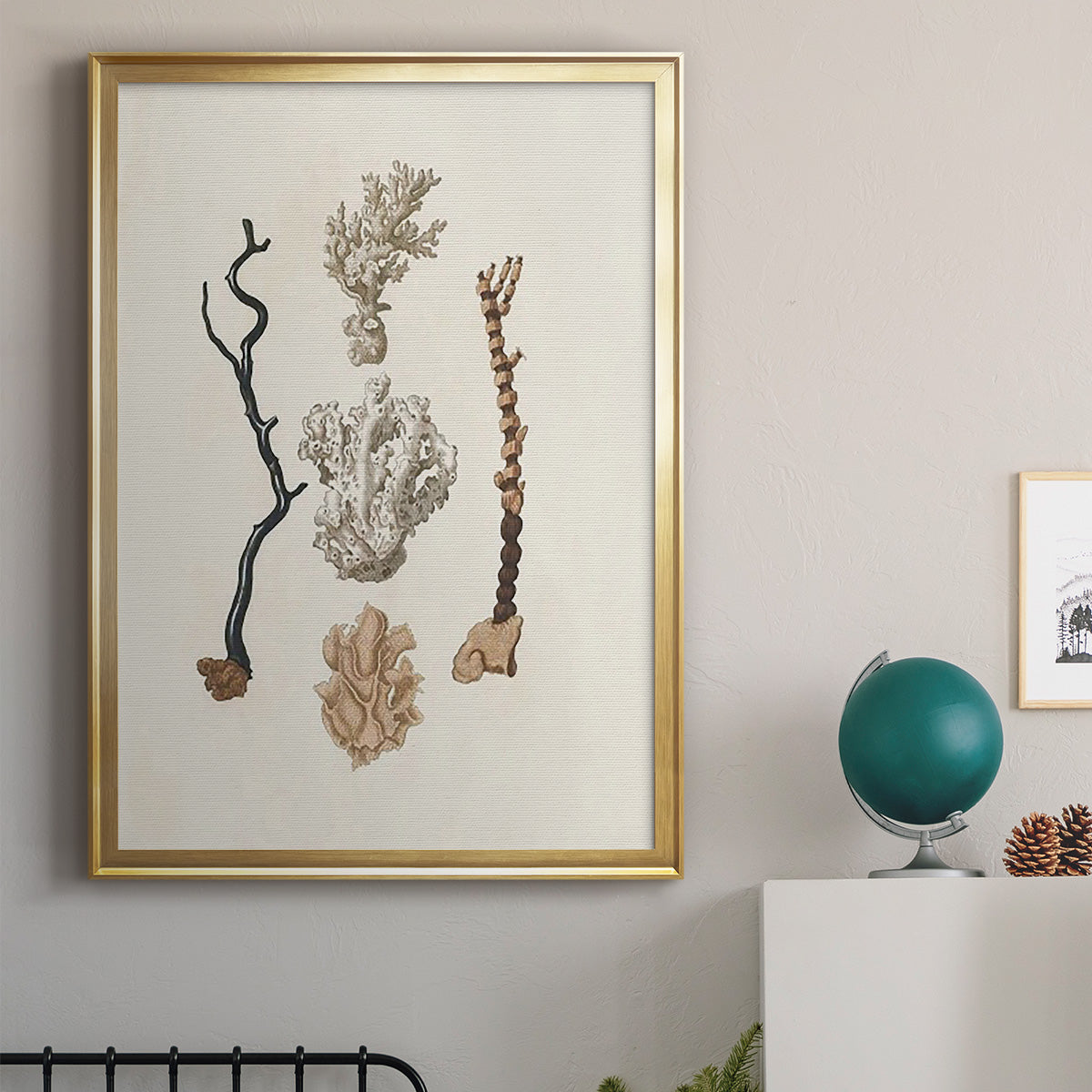 Knorr Shells & Coral V - Modern Framed Canvas Print
