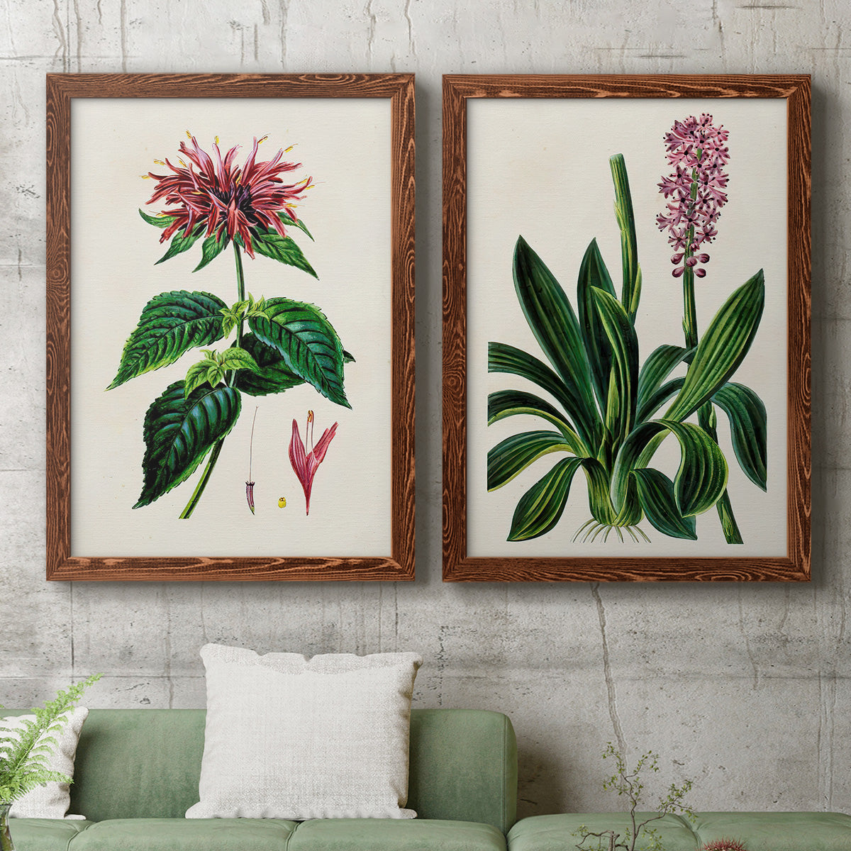 Set of two maple barnwood framed canvas prints depicting a coordinated art pair of colorful flowering plant specimens rendered as antique botanical plate illustrations above a sofa in a modern living room.