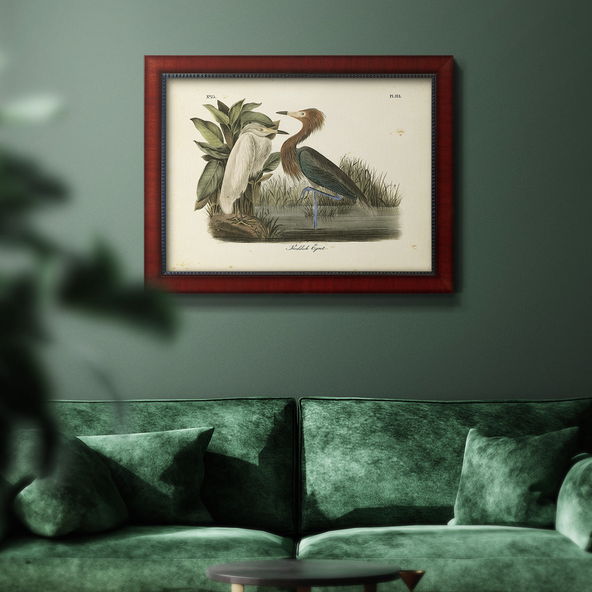 Audubons Reddish Egret Premium Framed Canvas- Ready to Hang