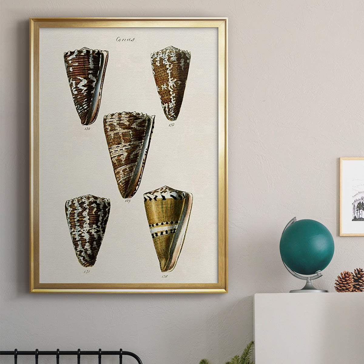 Cone Shell Collection V - Modern Framed Canvas Print
