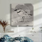 Inky Plover II - Canvas Art Print