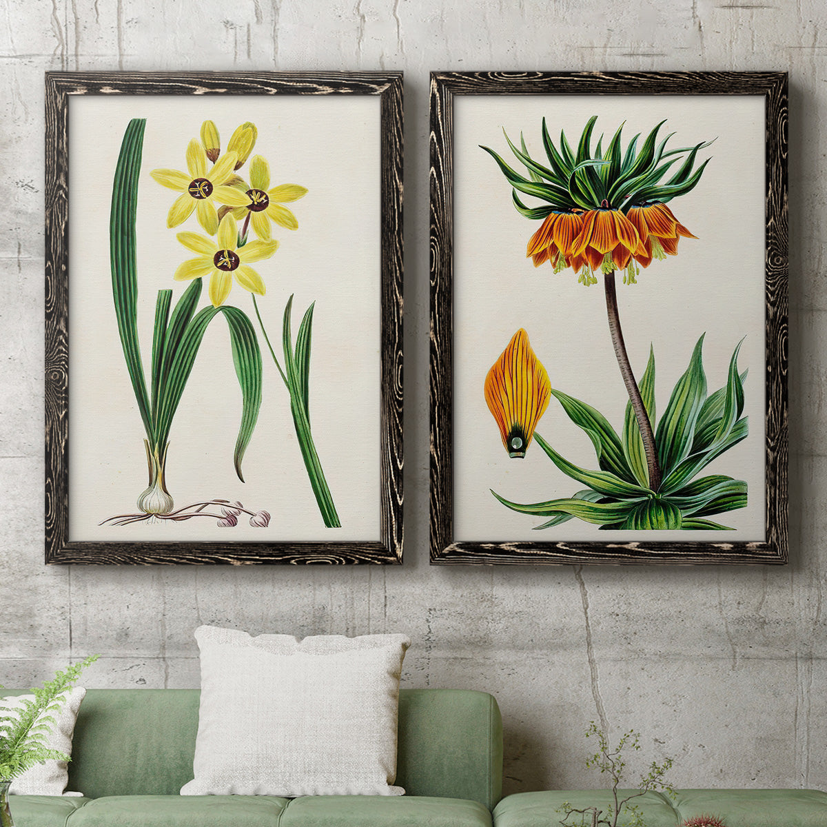 Set of two black barnwood framed canvas prints depicting a coordinated art pair of colorful flowering plant specimens rendered as antique botanical plate illustrations above a sofa in a modern living room.