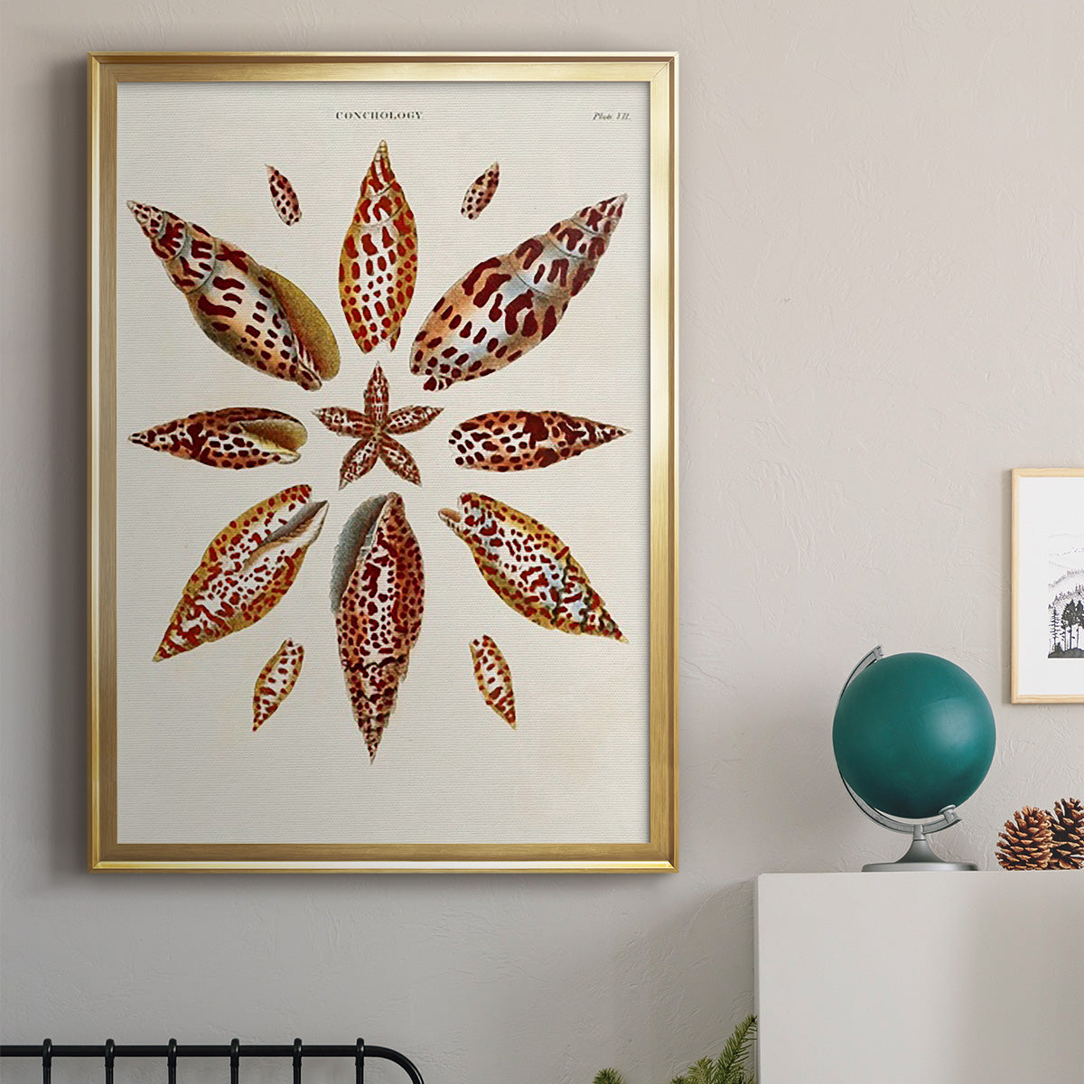 Spiral Shell Formation I - Modern Framed Canvas Print