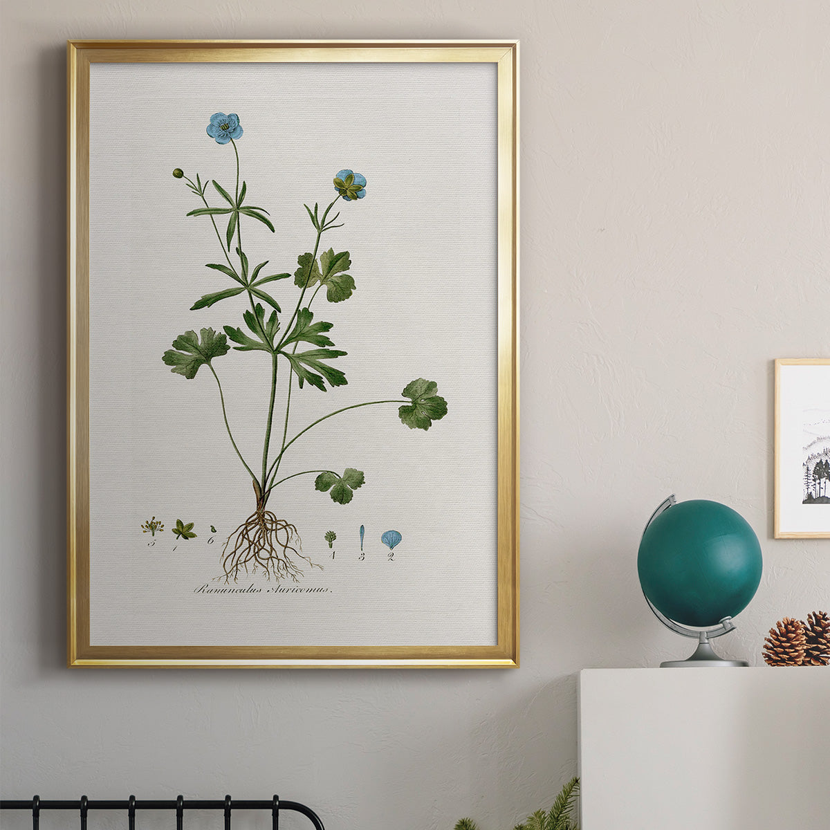 Buttercup Study - Modern Framed Canvas Print