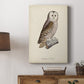 French Owls V Premium Gallery Wrapped Canvas - Ready to Hang