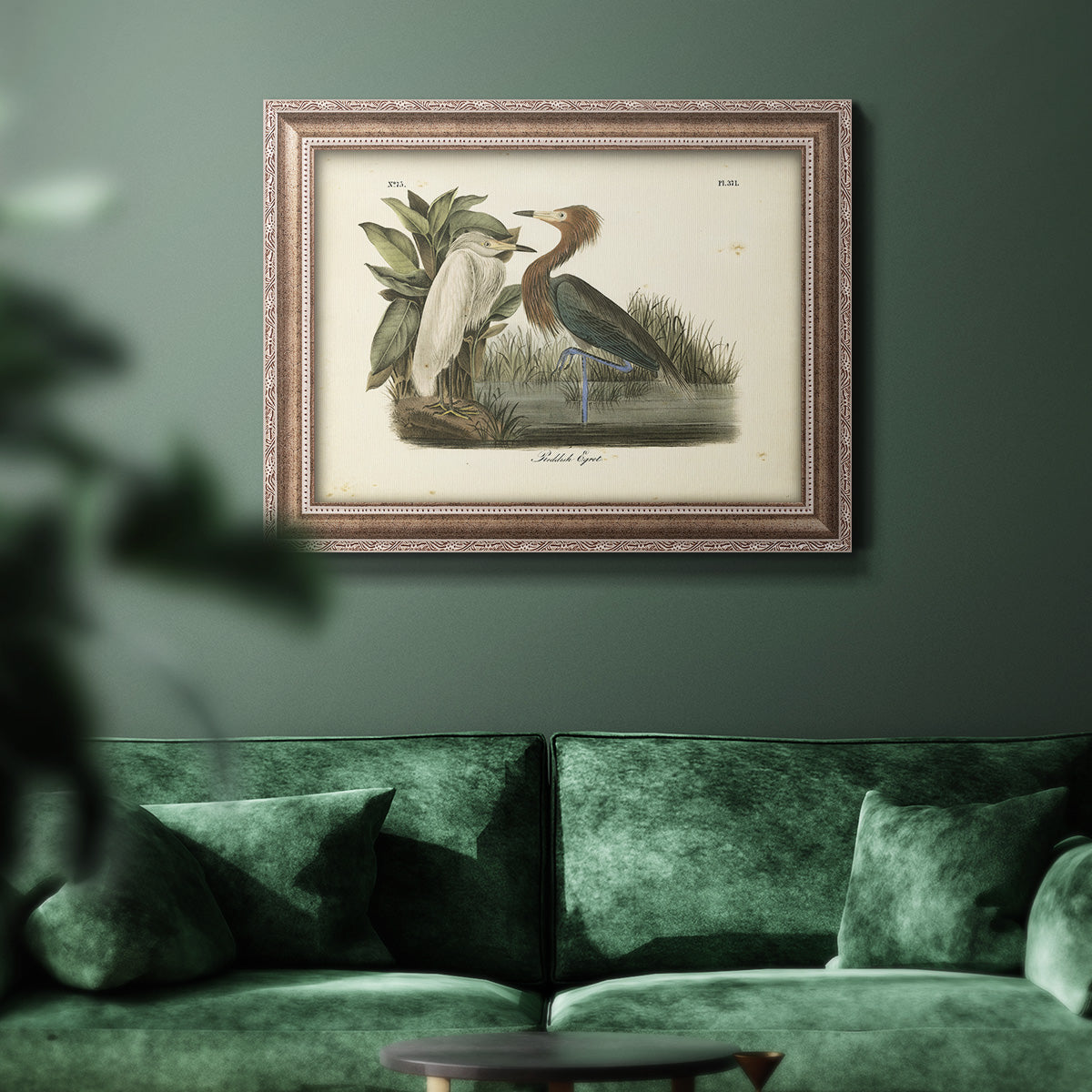 Audubons Reddish Egret Premium Framed Canvas- Ready to Hang