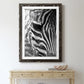 Zebra Colt - Premium Framed Print - Distressed Barnwood Frame - Ready to Hang