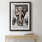 Botswana Patriarch - Premium Framed Print - Distressed Barnwood Frame - Ready to Hang