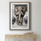 Botswana Patriarch - Premium Framed Print - Distressed Barnwood Frame - Ready to Hang