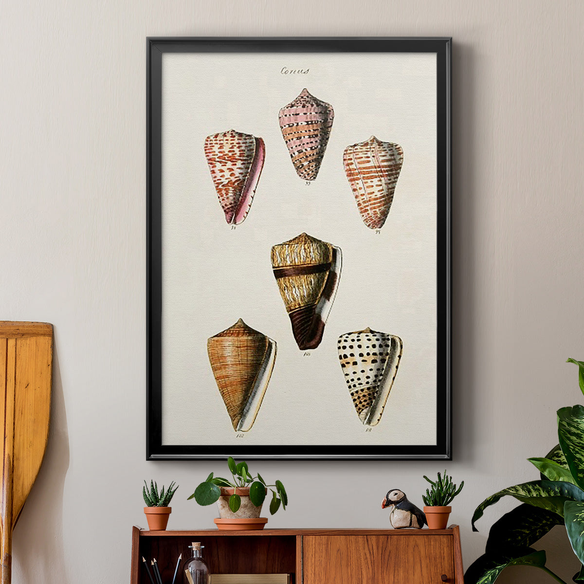 Cone Shell Collection IV - Modern Framed Canvas Print