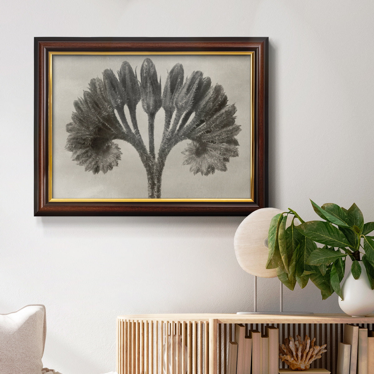 Vintage botanical plant study photograph by Karl Blossfeldt in an ornate mahogany wood frame with gold liner displayed in a light-toned interior setting.
