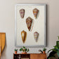 Cone Shell Collection VI - Modern Framed Canvas Print