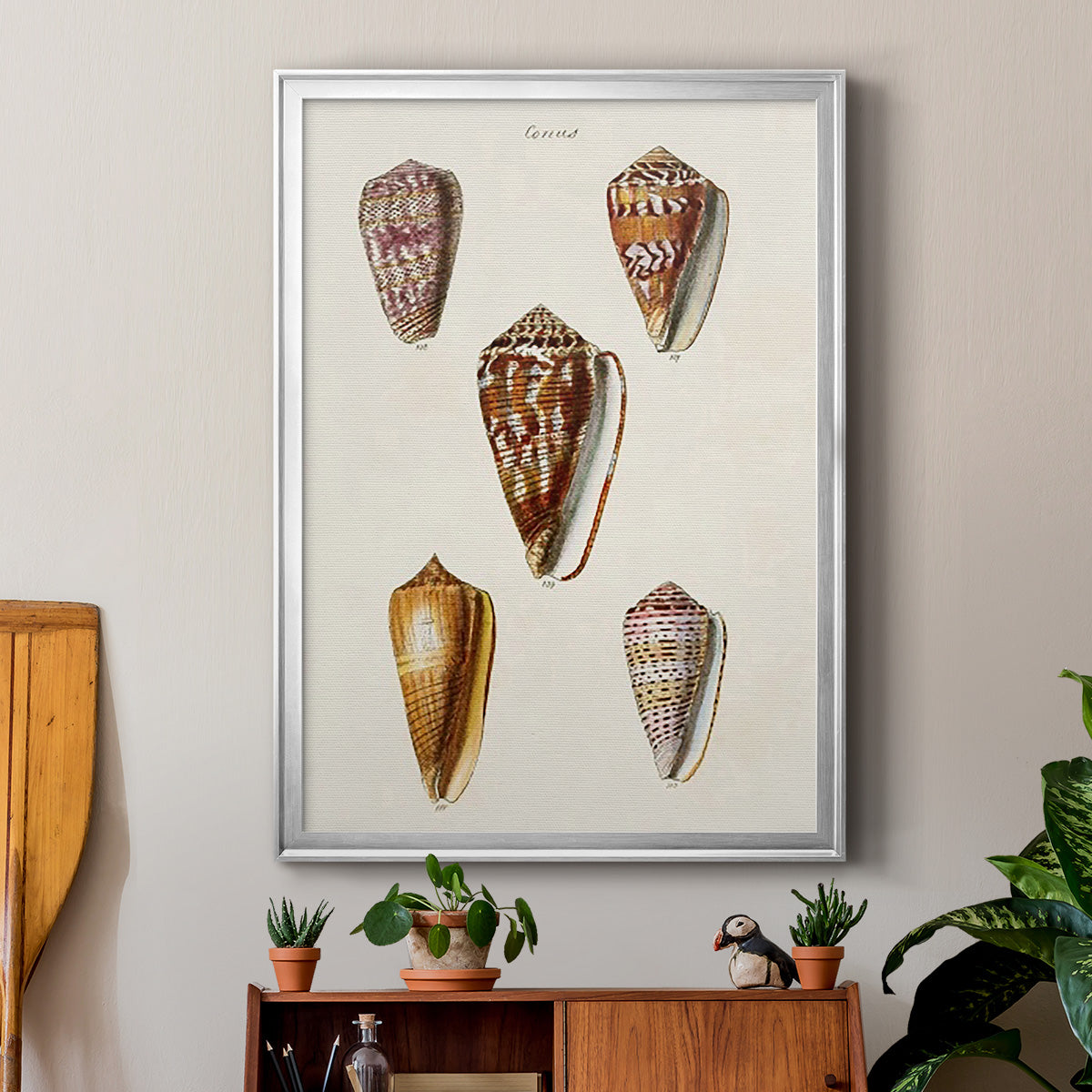 Cone Shell Collection VI - Modern Framed Canvas Print