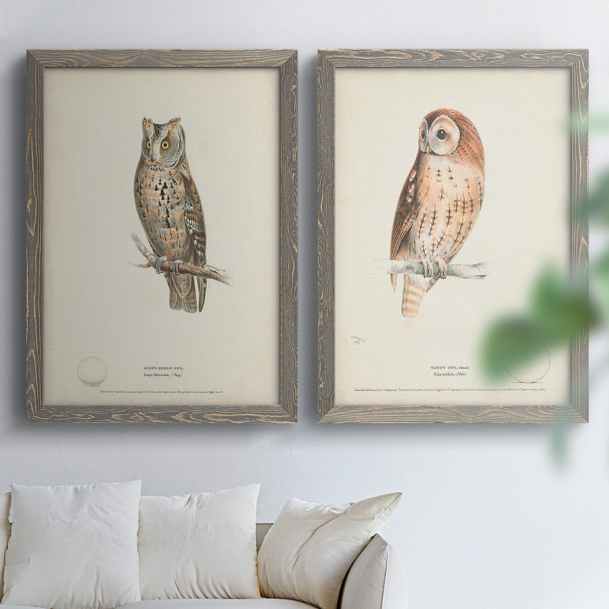 Scops- Eared Owl - Premium Framed Canvas 2 Piece Set - Ready to Hang