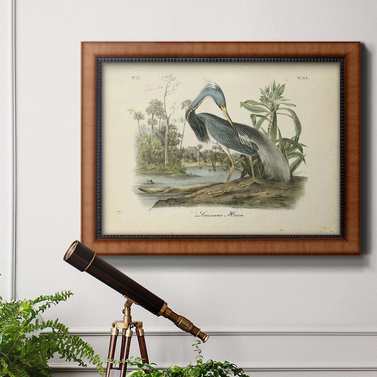 Audubons Louisiana Heron Premium Framed Canvas- Ready to Hang