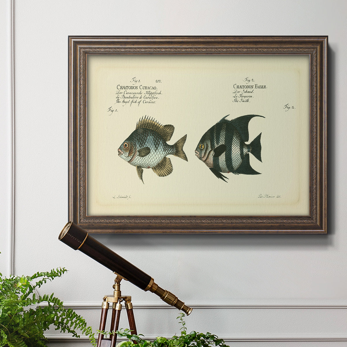 Bloch Antique Fish II Premium Framed Canvas- Ready to Hang