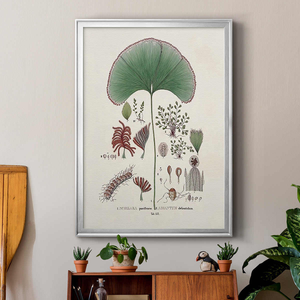 Botanical Society Ferns III - Modern Framed Canvas Print