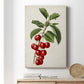 Antique Fruit II Premium Gallery Wrapped Canvas - Ready to Hang